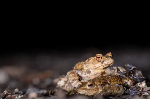 Two common toads in the forest outdoors at night. Bufo bufo in Switzerland. Stock Photos