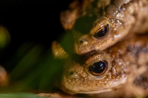 Two common toads in the forest outdoors at night. Bufo bufo in Switzerland. Stock Photos