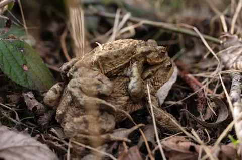 Two Common Toads Mating in Forest. Close-Up of Bufo bufo in Switzerland. Stock Photos