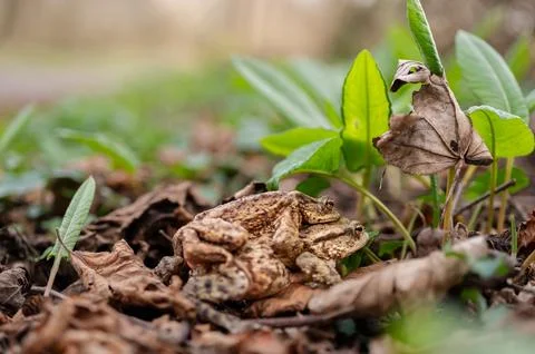 Two Common Toads Mating in Forest. Close-Up of Bufo bufo in Switzerland. Stock Photos