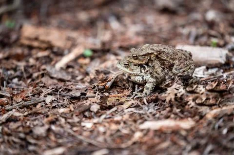 Two Common Toads Mating in Forest. Bufo bufo. Stock Photos