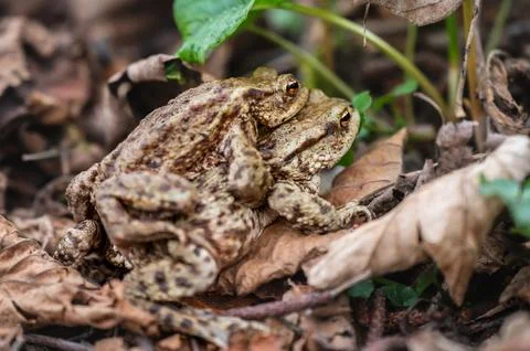 Two Common Toads Mating in Forest. Bufo bufo in Switzerland. Stock Photos