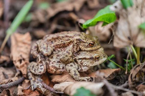 Two Common Toads Mating in Forest. Bufo bufo in Switzerland. Stock Photos