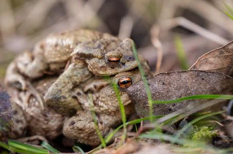Two Common Toads Mating in Forest. Bufo bufo in Switzerland. Stock Photos