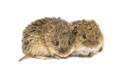 Two Common Vole mice Stock Photos