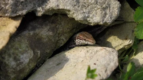 Two common wall lizard are hiding and come out to sunbathe Vidéo 42350261