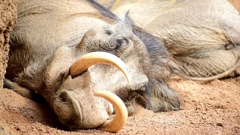 Two common warthog sleeping Vídeos de archivo 116109896