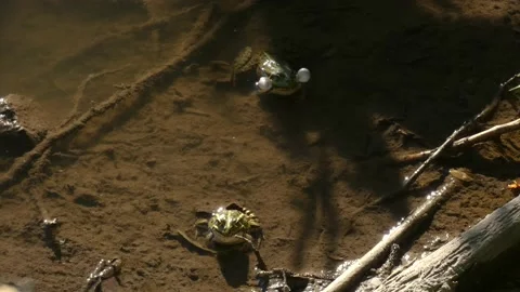 Two common water frogs (green frogs) in the water in a wetland Stock Footage 158569273