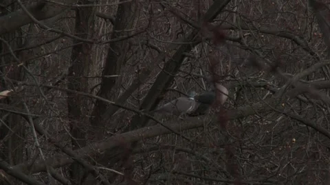 Two common wood pigeons performing courtship ritual on tree branch in natur.. Video stock 332485088