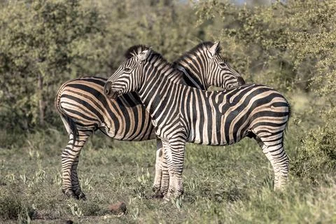 Two Common Zebra grooming 스톡 사진