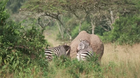 Two Common Zebras At The Game Reserve In Uganda, One Scratching Its Ear On Stock-Footage 239295301