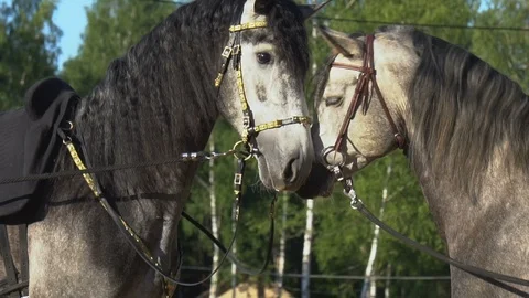 Two communicating horses in bridles Stock Footage 110706488