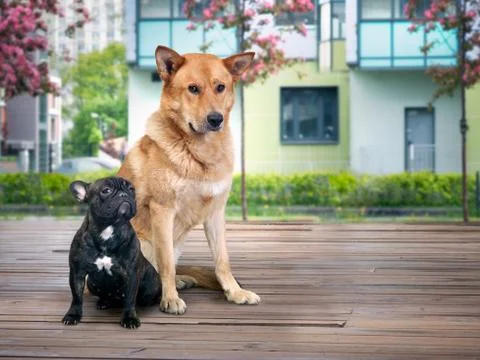 Two completely different dogs sitting in the background of the new houses Stock Photos