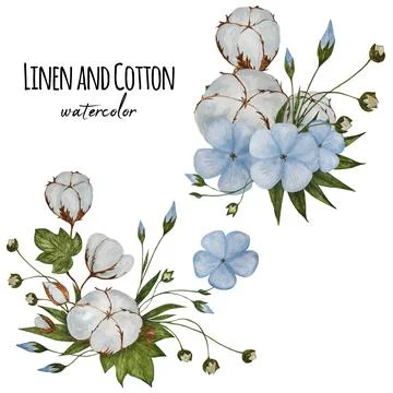 Two compositions with Linen flowers and cotton bolls. Stock Illustration
