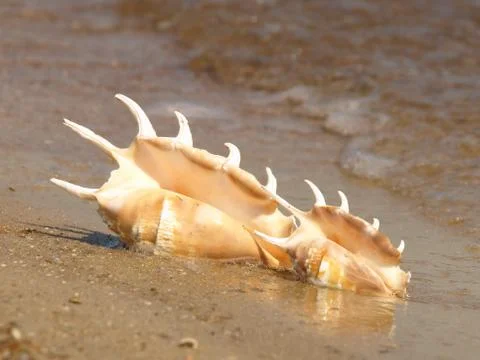 Two conch shell on sandy beach. Stock Photos