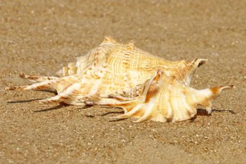 Two conch shell on sandy beach. Stock Photos