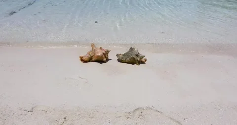 Two Conch shells on a beach on Exuma in the Bahamas. Stock Footage 248503432
