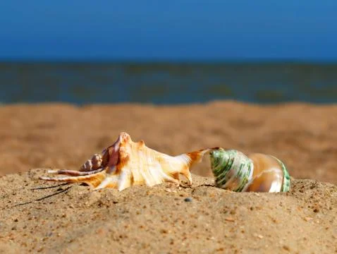 Two conch shells on a beach. Stock Photos
