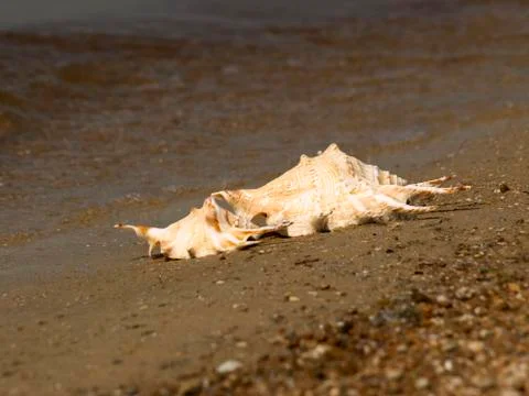 Two conch shells on a beach. Stock Photos