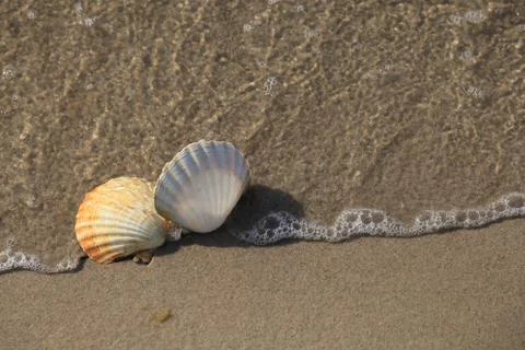 Two Conch shells on beach with waves. 写真素材