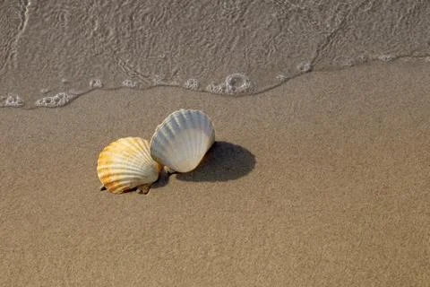 Two Conch shells on beach with waves. Фото