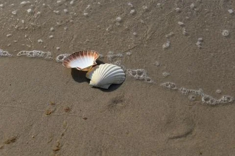 Two Conch shells on beach with waves. Foto stock