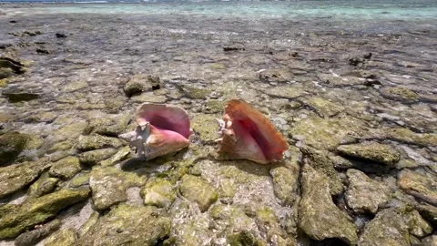 Two Conchs shells on tropical beach, Los Roques Venezuela, tilt up Stockbeeldmateriaal 286348086