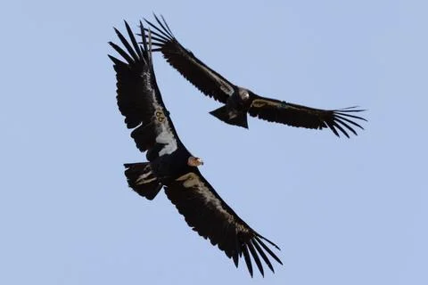 Two condors in flight depth of field Stock-Fotos