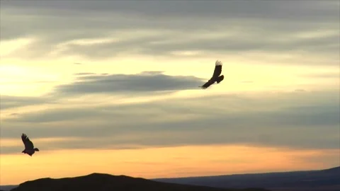 Two condors flying in sunset beautiful sky in Patagonia, slow motion. Stock Footage 273482223