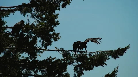 Two condors perched on a conifer branch Stock Footage 344087607