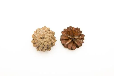 Two cone pine isolated on white Stock Photos
