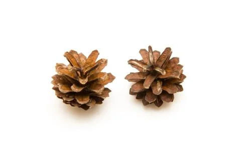 Two cone pine isolated on white Foto stock