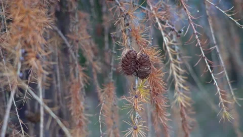 Two cones on larch tree in autumn. Brown needles on coniferous tree Stock Footage 144563181