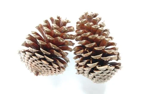 Two cones on white background Stock Photos