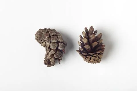 Two conifer tree cones on a white background, Studio Foto stock