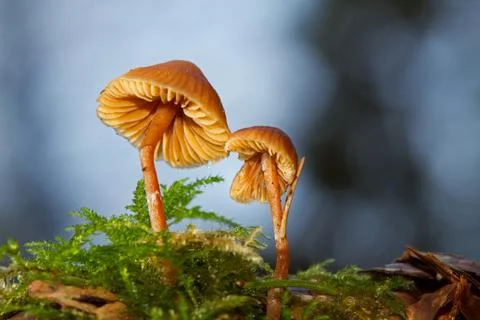 Two Conifere cap mushrooms, close-up Stock Photos