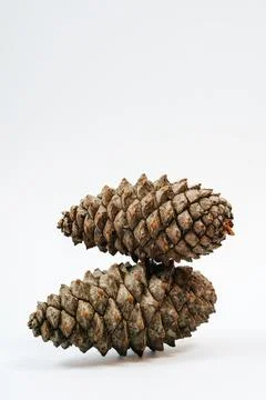 Two coniferous cones on a white background. real Christmas cones Stock Photos
