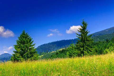 Two coniferous tree Stock Photos