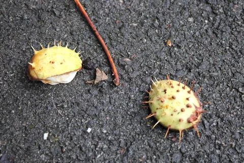 Two Conker shells laying on the pavement from a Horse Chestnut tree Foto stock