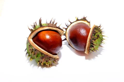 Two Conkers Stock Photos