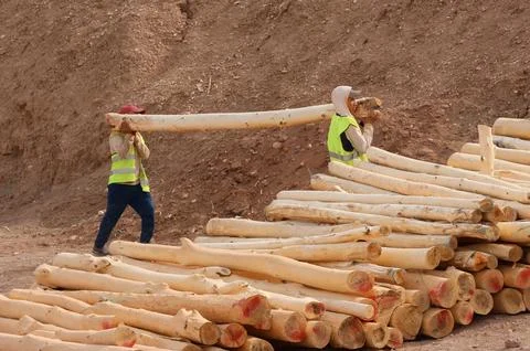 Two construction workers wearing reflective safety vests carry a large timber 스톡 사진