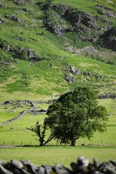 Two Contrasting Trees Framed by a Rolling Hillside and Ancient Stone Walls Stock Photos