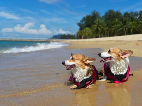 Two Coogie dogs by the sea side Stock Photos