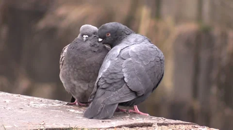 Two cooing pigeons Stock Footage 36104842