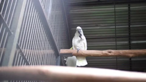 Two Cookato Stock Footage 229822015