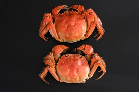 Two cooked crabs on black background Stock Photos