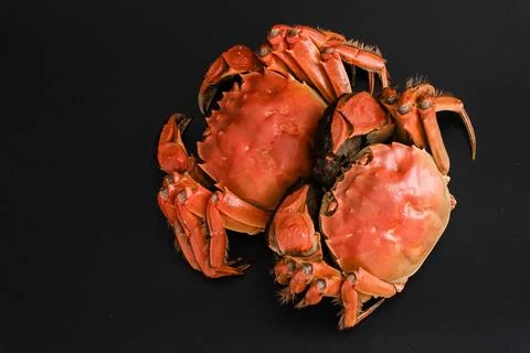 Two cooked crabs on black background Stock Photos