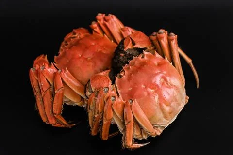 Two cooked crabs on black background Stock Photos
