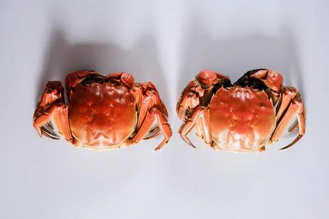 Two cooked crabs on white background Stock Photos