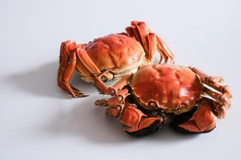 Two cooked crabs on white background Stock Photos